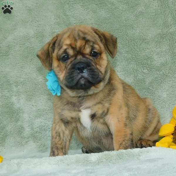 Teddy, Miniature Bulldog Puppy